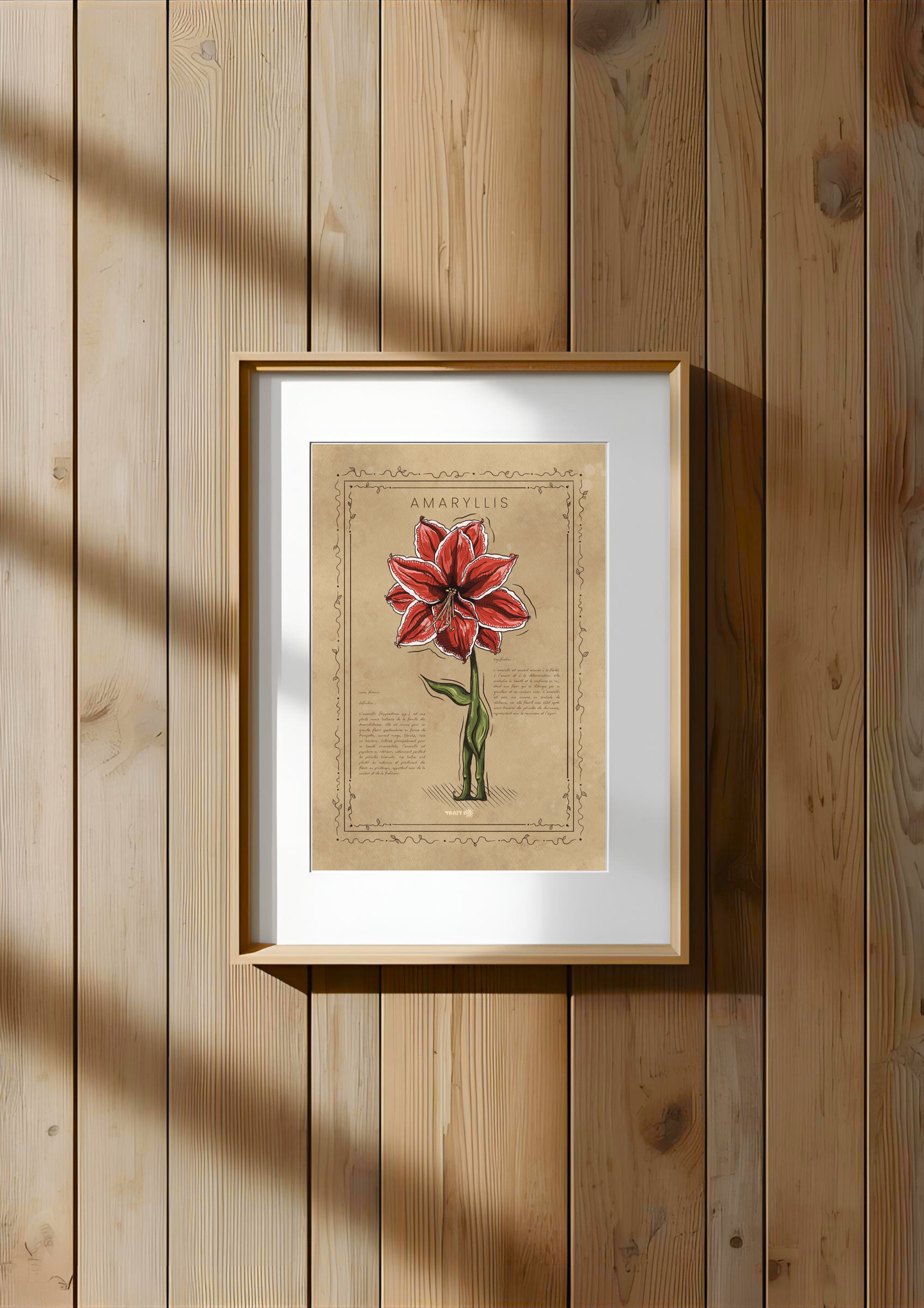 L'AMARYLLIS