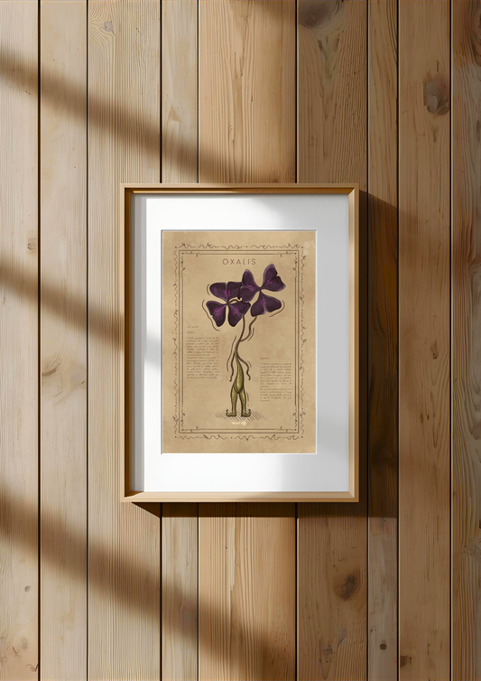 L'OXALIS