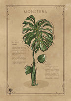 LA MONSTERA