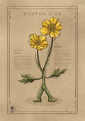 LE BOUTON D'OR