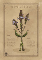 LA VERVEINE BLEUE
