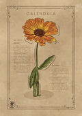 LA CALENDULA