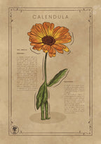 LA CALENDULA