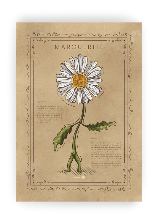 LA MARGUERITE