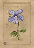 LA VIOLETTE