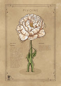 LA PIVOINE