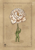 LA PIVOINE