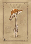 Le Psilocybe Azurescens