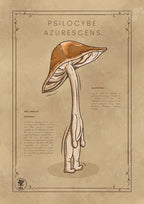 Le Psilocybe Azurescens