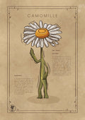 LA CAMOMILLE