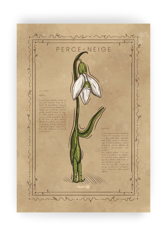 LE PERCE-NEIGE