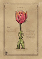 LA TULIPE