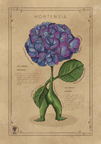 L'HORTENSIA