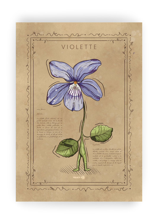 LA VIOLETTE