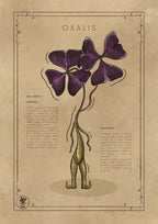 L'OXALIS