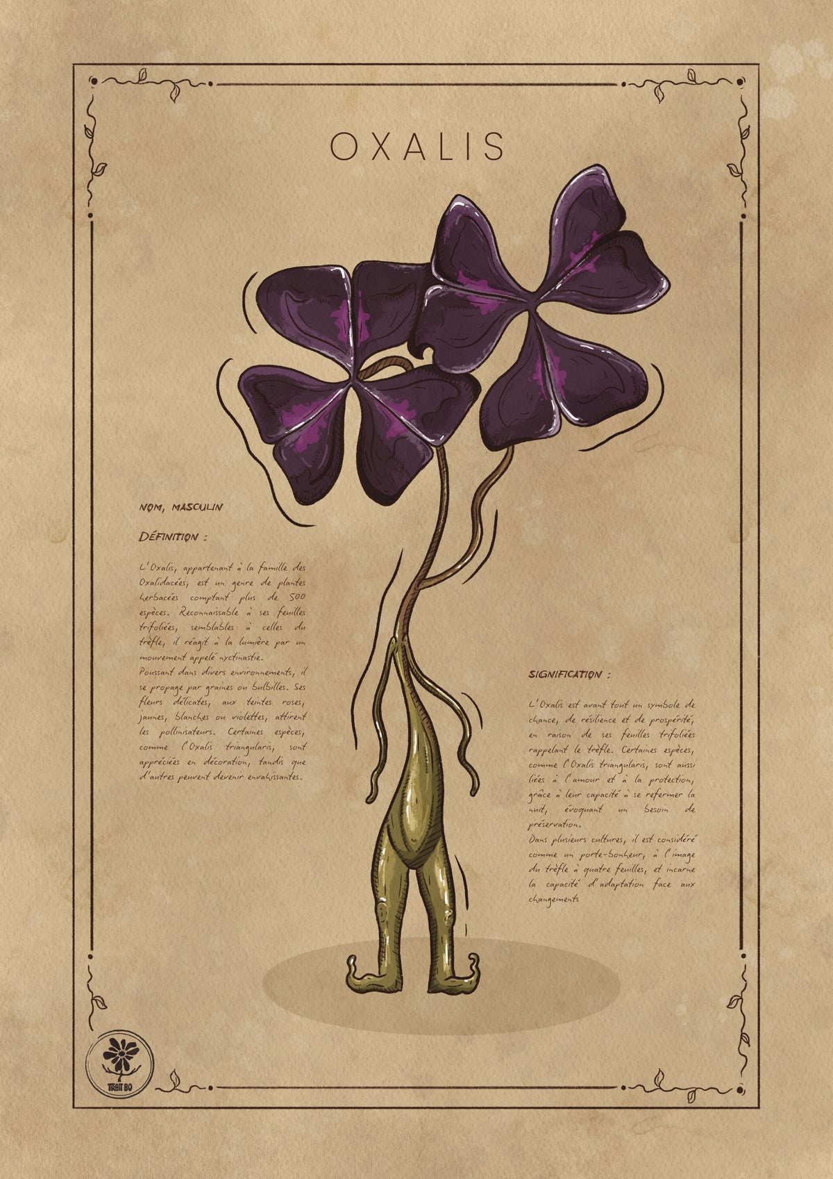 L'OXALIS