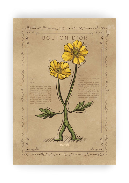 LE BOUTON D'OR