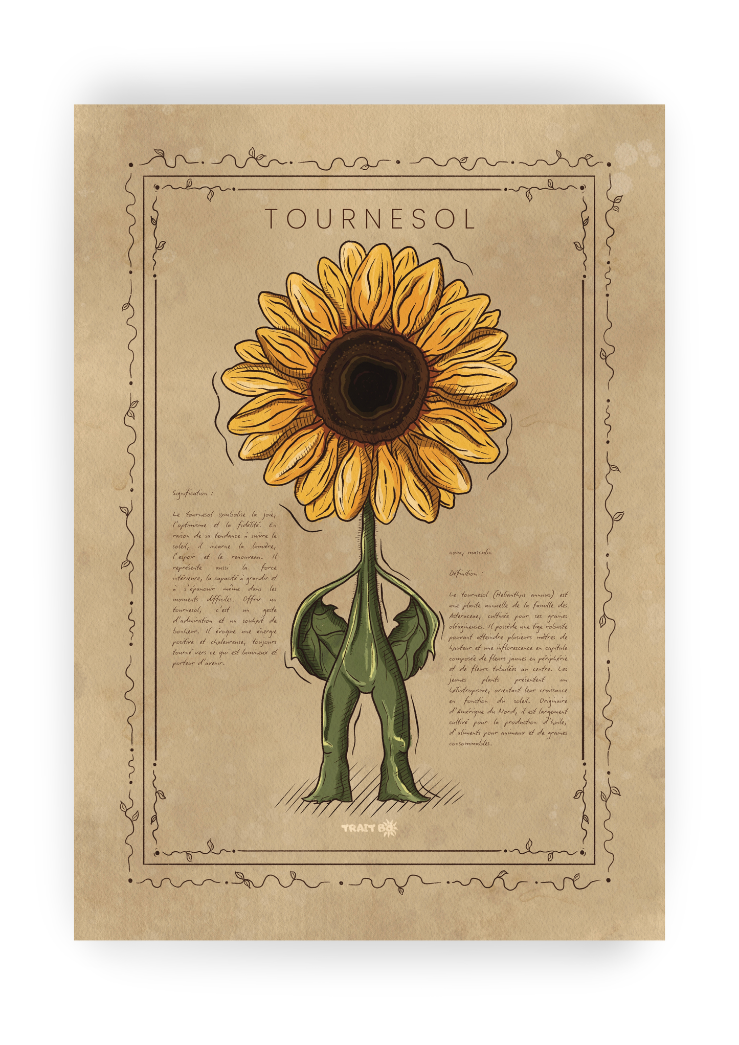 LE TOURNESOL