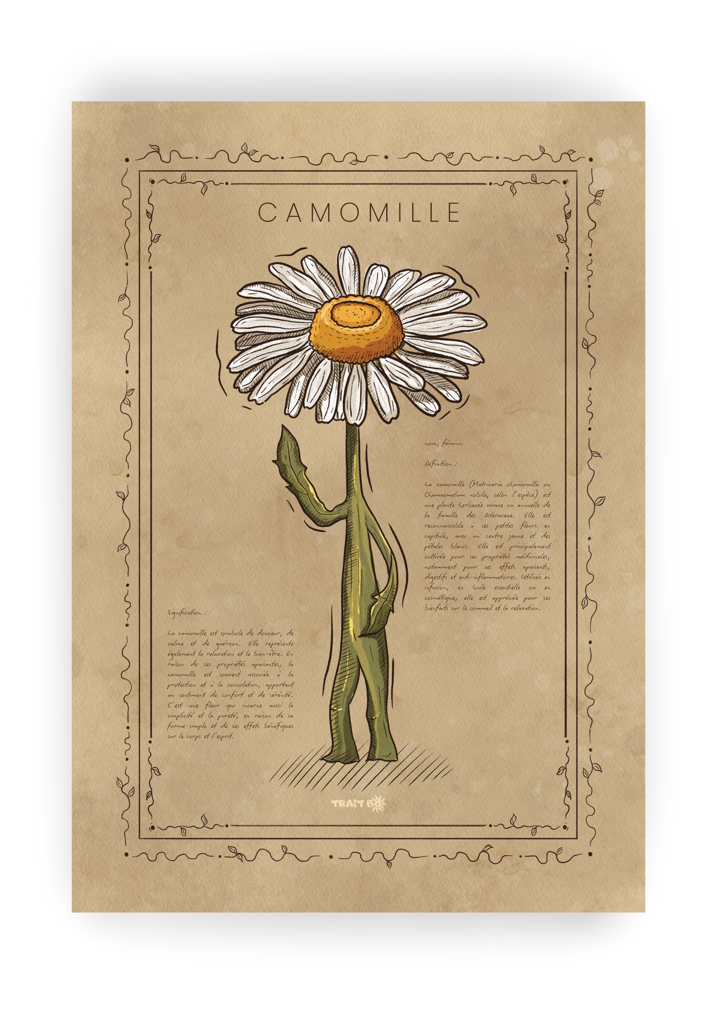 LA CAMOMILLE