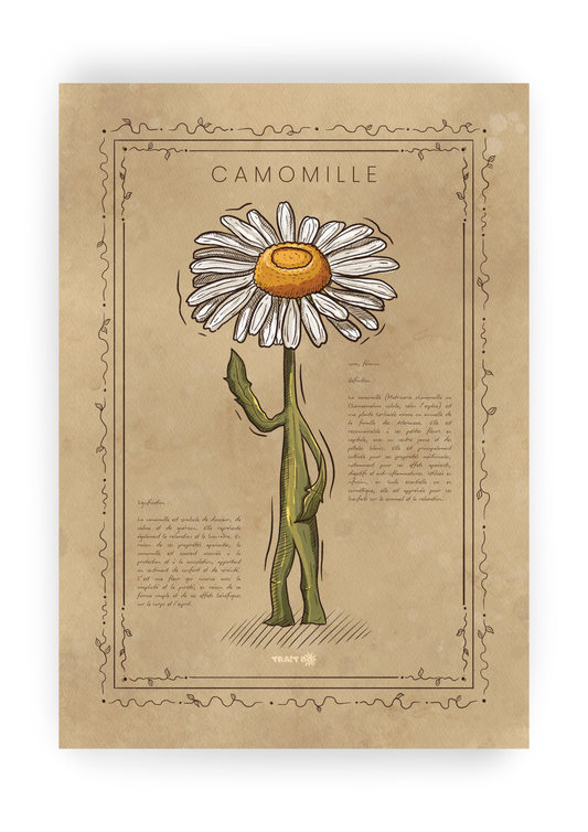 LA CAMOMILLE