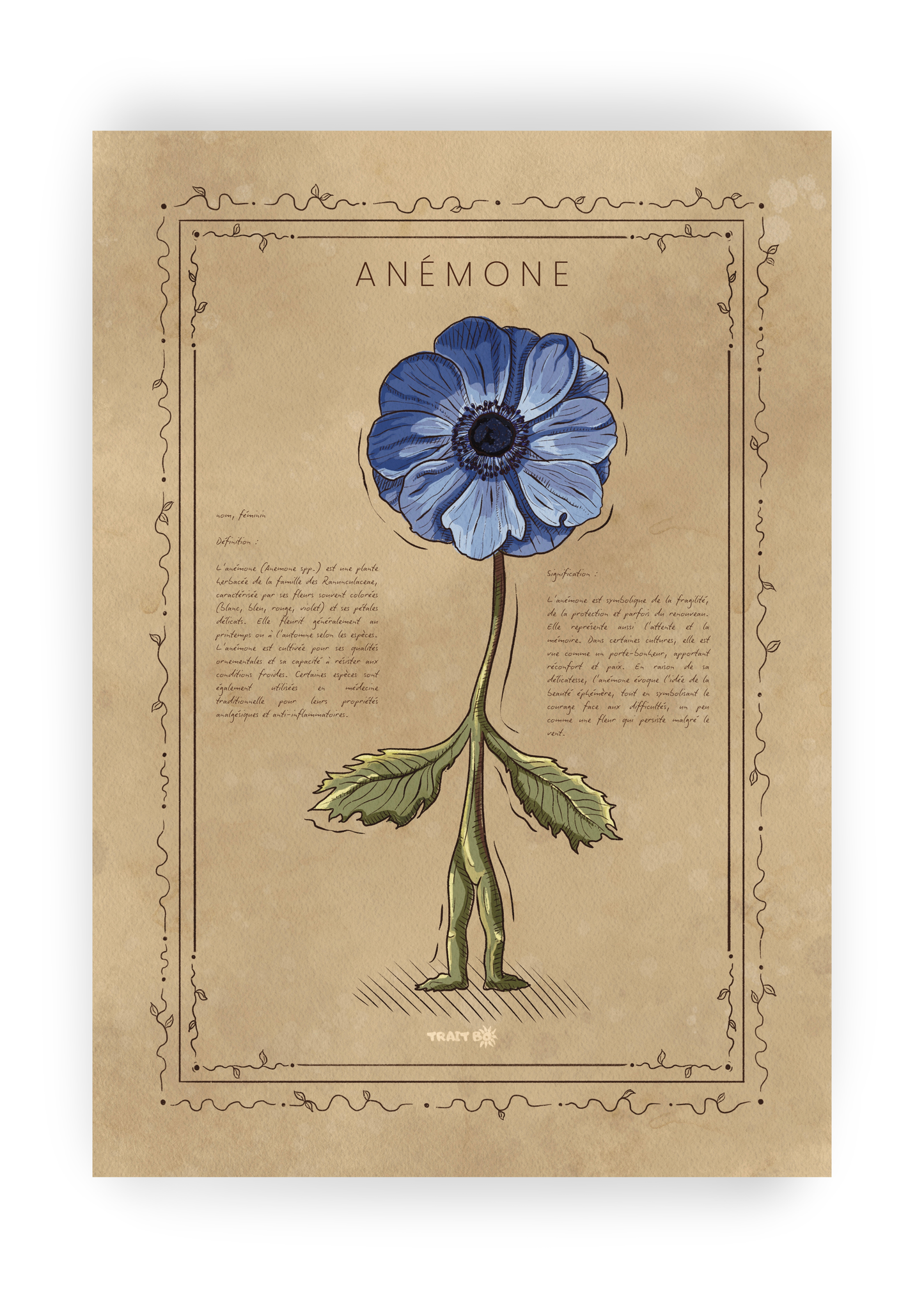 L'ANÉMONE