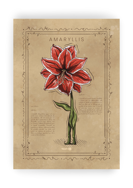 L'AMARYLLIS