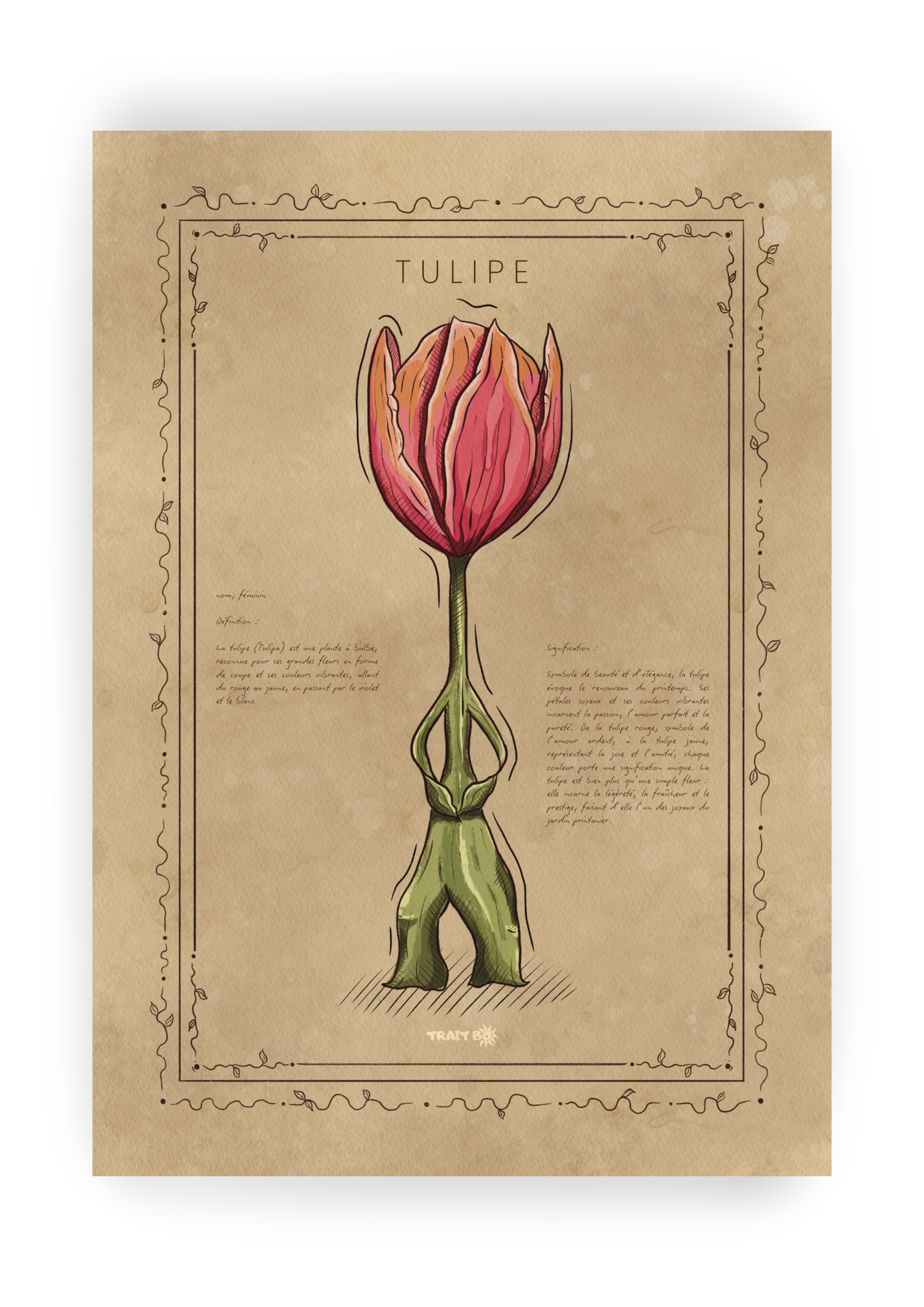 LA TULIPE
