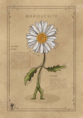 LA MARGUERITE