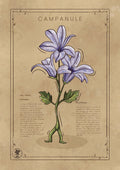 LA CAMPANULE