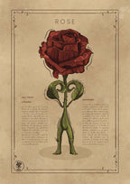 LA ROSE