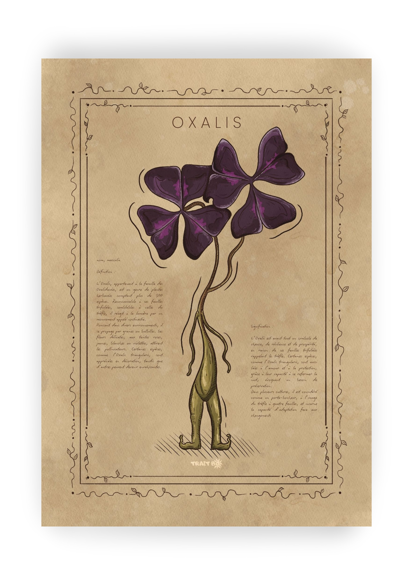 L'OXALIS