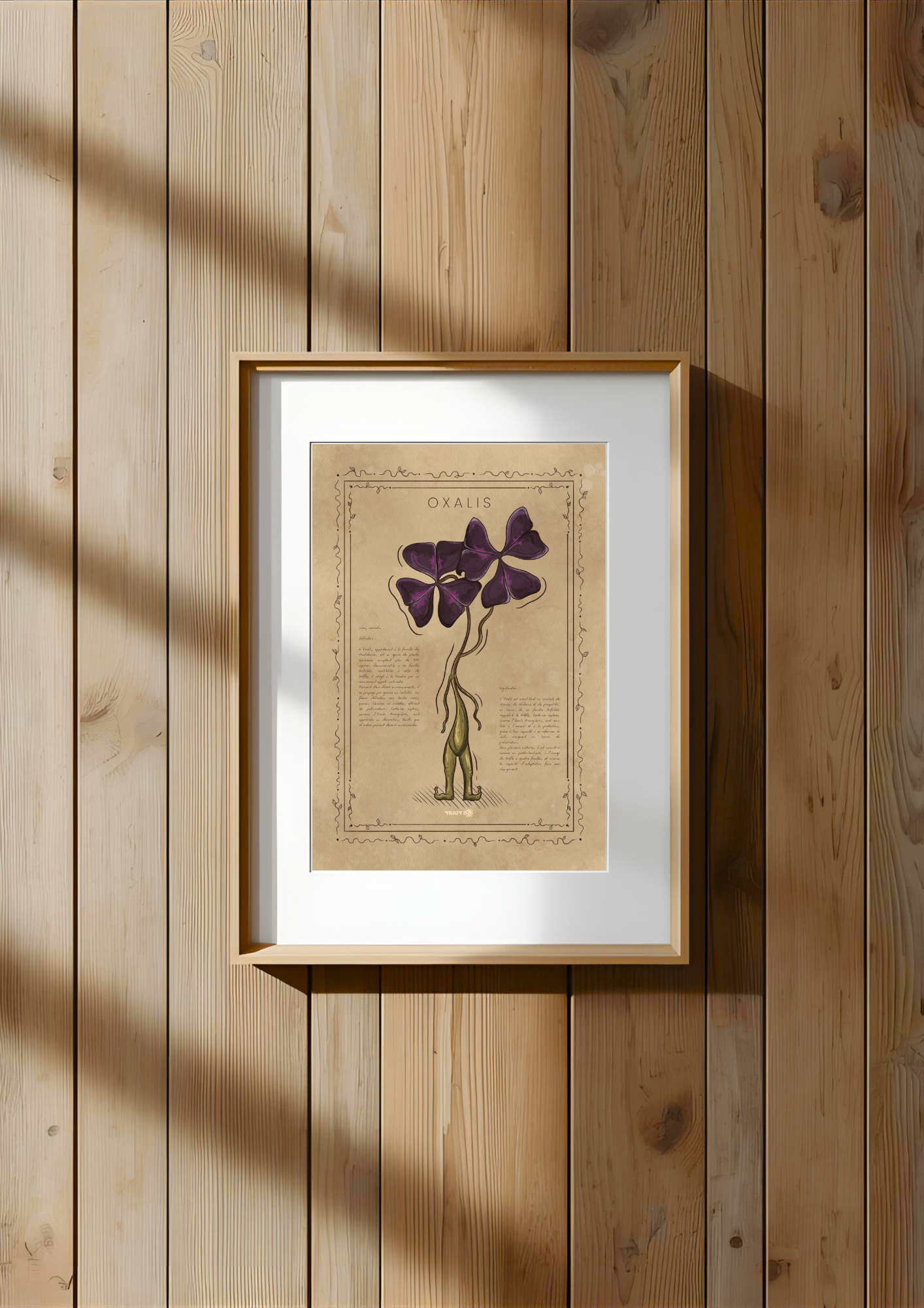 L'OXALIS