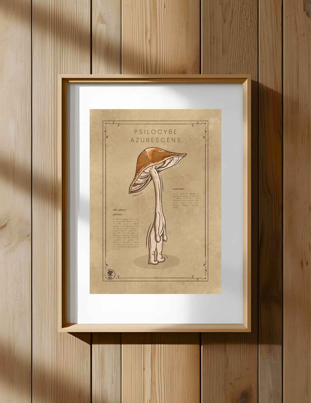 Le Psilocybe Azurescens